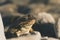 Close up Taurus frog Rana Holtzi view inside Cinili lake. Bolkar mountains, Nigde, Turkey