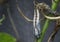 Close up of tawny coster pupa hanging on the stem