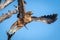 Close-up of tawny eagle flying off branch