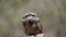 This is a close up of a tawny frogmouth