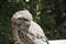 this is a close up of a tawny frogmouth on a fence
