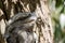 This is a close up of a tawny frogmouth in a tree