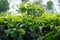 Close up Tea leaves in Tambi tea garden Wonosobo tea garden, Indonesia, are fresh light green