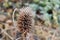 Close up of Teasel, Dipsacus in winter. Teasel is a genus of flowering plant in the family Caprifoliaceae. Teasel is also