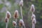 Close up of teasel flower heads with heavy frost