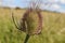 A close up of a teasel seed head in a field in Somerset