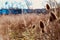 Close up of Teasels on Blurred Wild Meadow and Train In Edinburgh