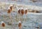 Close up of teaselsDipsacus covered in white frost.