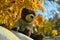 Close-up teddy bear sits on a stone in the autumn park