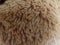 Close up of teddy bear texture