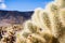 Close up of Teddybear Cholla (Cylindropuntia bigelovii), Cholla Cactus Garden, Joshua Tree National Park, south California;