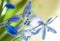 Close-up of tender flowers of blue spring scilla siberica on yellow background, selective soft focus