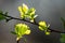 close-up of tender leaves of a tree in spring