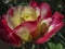 Close-up of a tender rose Double Delight. Red petals are covered with raindrops or morning dew.