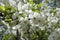 Close up of tender white cherry blossom