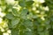 Close-up of a tender young oregano plant in the springtime garden.