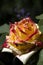 Close up of tenderness rose.Macro photo of fresh rose