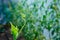 A close up of a tendril growing on a cucumber plant. The plants in the greenhouse non-GMO, vegetarian food