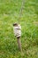 Close Up of Tent Stake Wrapped With Rope