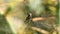 Close-up of tentweb orbweaver spider