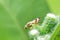 Close-up Terellia ruficauda, fruit flies on green leaf