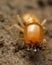 Close up termite soldiers