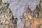 Close up of termites bite tree trunk and create cemented earth mound with defocused blur background