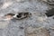 Close up of termites bite wood plank and create cemented earth mound with defocused blur background