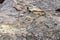 Close up of termites bite wood plank and create cemented earth mound with defocused blur background