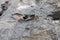 Close up of termites bite wood plank and create cemented earth mound with defocused blur background