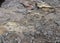 Close up of termites bite wood plank and create cemented earth mound with defocused blur background