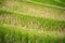 Close up terraced rice rield Chiang Mai ,Thailand