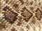 Close-Up of Texas Diamondback Rattlesnake Crotalusatrox Skin