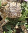 A Close Up of a Texas Horned Lizard