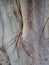 Close up texture of Asian Bodhi Tree with Tendrils growing along surface
