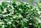 Close-up texture background of fresh microgreen sprouts.