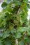 Close up texture background of white riesling grapes