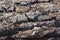 Close up of the texture of the bark of a Scots pine log drying in the sun