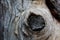 Close-Up Texture of Branch Stump and Bark