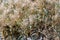 Close up texture of drying grain standing in a field, warm light, stems and leaves and seed heads mix together for a