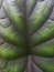 Close up texture of green alocasia leaf