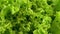 Close up, Texture of Juicy Green Lettuce Leaves on Movement Background
