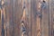 Close-up texture larch wood