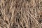 Close-up texture of last year`s dry grass in a dry swamp