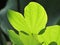 Close up texture of leaves with light and shadow, tropical leaf