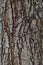 Close up texture of pine bark wood use as natural plank backgrou