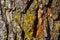 Close-up texture of Pine tree bark with orange cambium and yellow green lichen