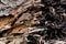 Close up texture and structure the termite nests in decaying trunk of the old falling tree