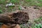 Close up texture and structure the termite nests in decaying trunk of the old falling tree