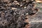 Close up texture and structure the termite nests in decaying trunk of the old falling tree